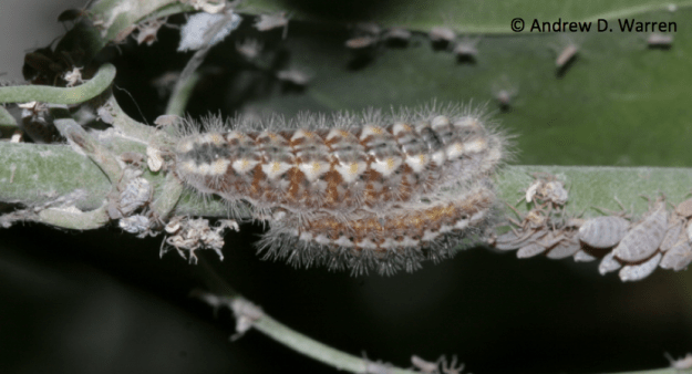 Harvester caterpillars eating wooly aphids, FL: Alachua Co., UF campus at NATL, October 2012