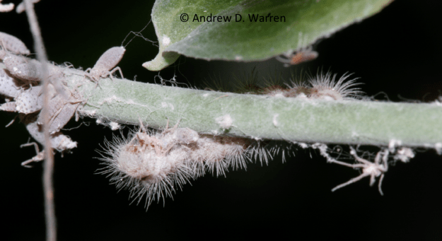 Harvester caterpillar eating a wooly aphid, FL: Alachua Co.: Gainesville, UF campus at NATL, October 2012