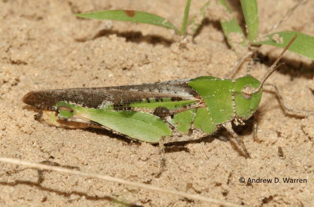 green form, FL: Levy Co.: near Bronson, 27-IV-2013