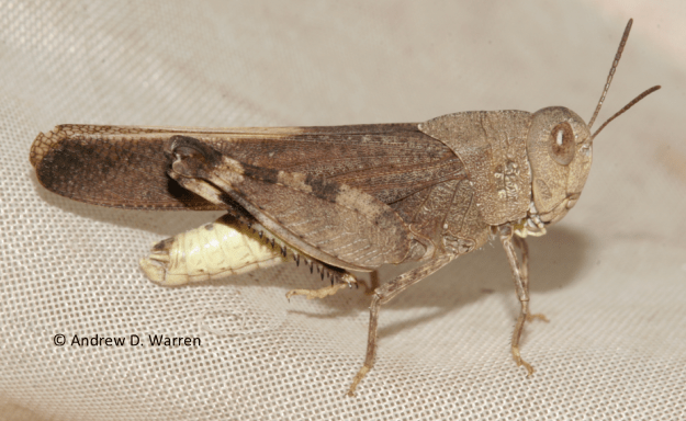 FL: Levy Co.: near Bronson, 19-V-2013