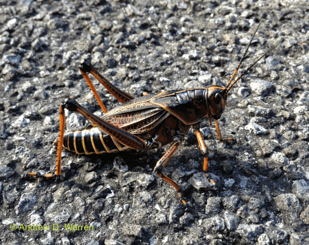FL: Marion Co.: Hwy. 316 at Oklawaha River, 15-IX-2013