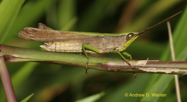 FL: Alachua Co.: Cross Creek: Seven Sisters, 13-X-2013