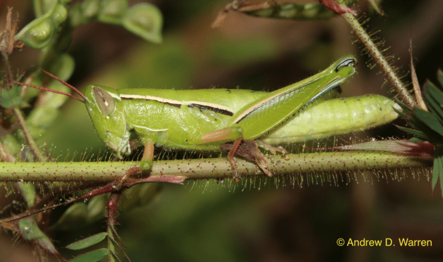 male, FL: Alachua Co.: Cross Creek: Seven Sisters, 13-X-2013