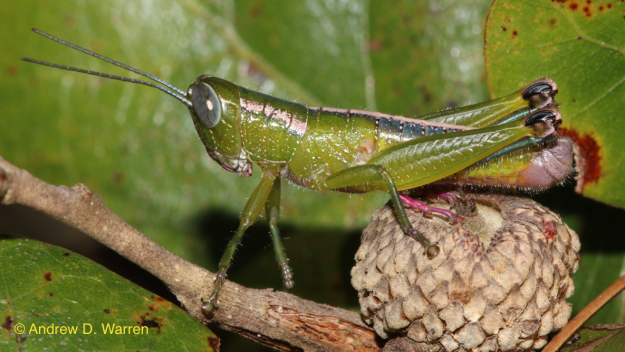 FL: Marion Co.: W of Ocala, 25-X-2013