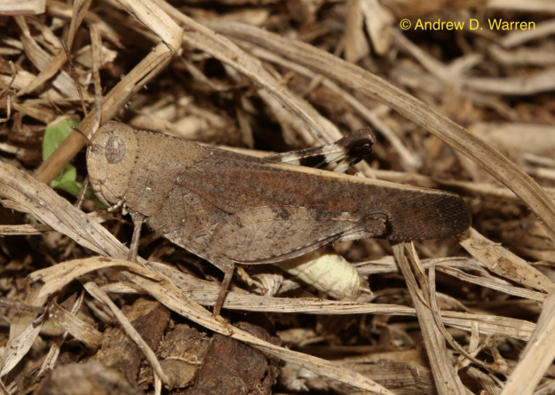 FL: Alachua Co.: Cross Creek: Seven Sisters, 13-X-2013
