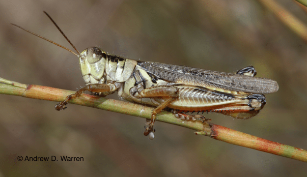 male, FL: Marion Co.: W of Ocala, 25-X-2013