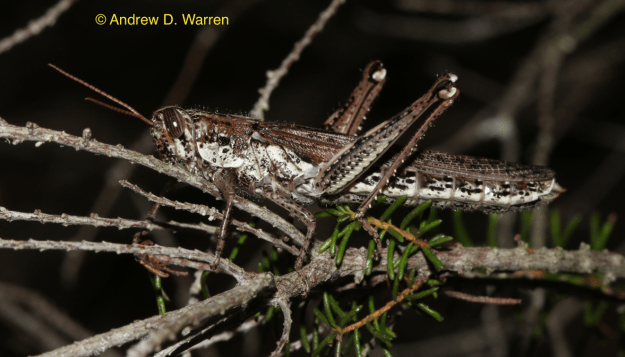 Schistocerca ceratiola female, FL: Levy Co.: near Bronson, 8-XI-2013