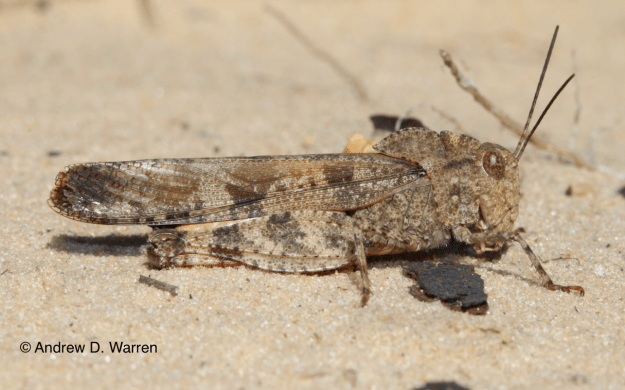 Spharagemon cristatum, FL: Levy Co.: near Bronson, 8-XI-2013