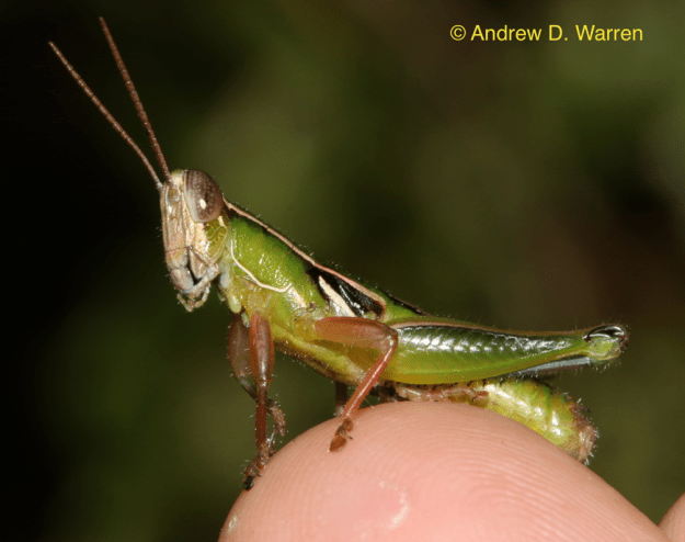 Aptenopedes sphenarioides sphenarioides male, FL: Alachua Co.: Gainesville, UF campus at NATL, 14-XI-2013