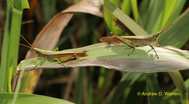 Metaleptea brevicornis, FL: Alachua Co.: Cross Creek: Seven Sisters, 9-XI-2013