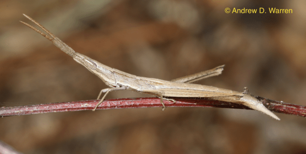 Achurum carinatum, FL: Levy Co., near Bronson, 7-XII-2013