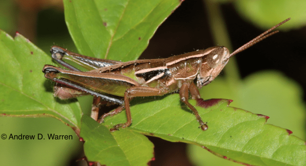 Aptenopedes sphenarioides sphenarioides male, FL: Alachua Co.: Gainesville, UF campus at NATL, 12-XII-2013