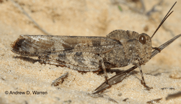 Spharagemon cristatum, FL: Levy Co.: near Bronson, 28-XI-2013