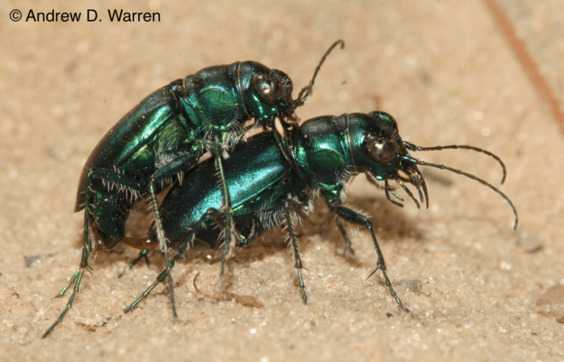 Festive Tiger Beetles (Cicindela scutellaris unicolor), in much happier times, near Bronson, Florida