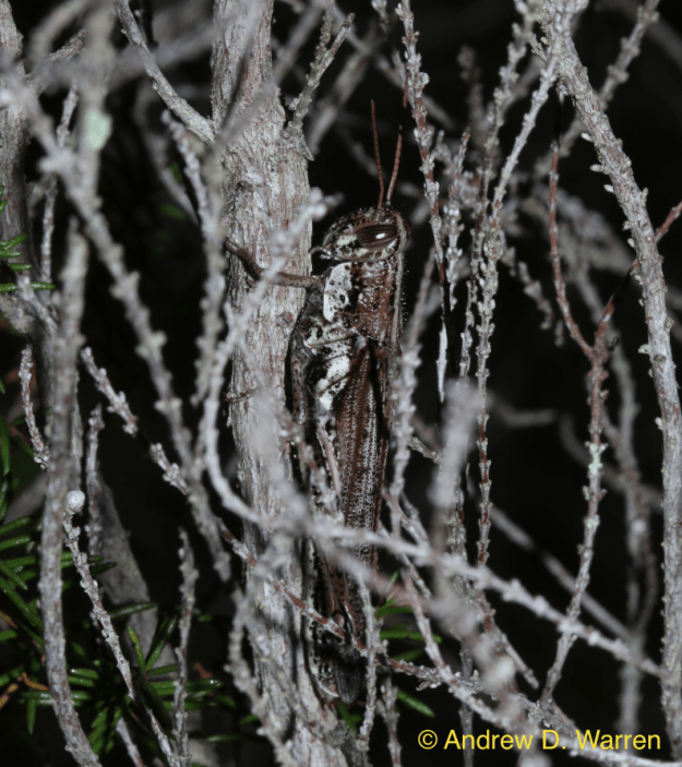 Rosemary Grasshopper hidden deep within Florida Rosemary plant
