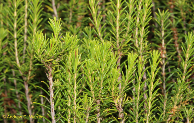 Fresh, new growth on today's Florida Rosemary bushes. Grasshopper food!