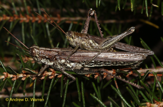 Mating pair of Rosemary Grasshoppers (Schistocerca ceratiola) on 11 November 2013