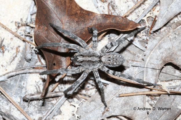 Wolf Spider, after being flushed from its initial hiding place