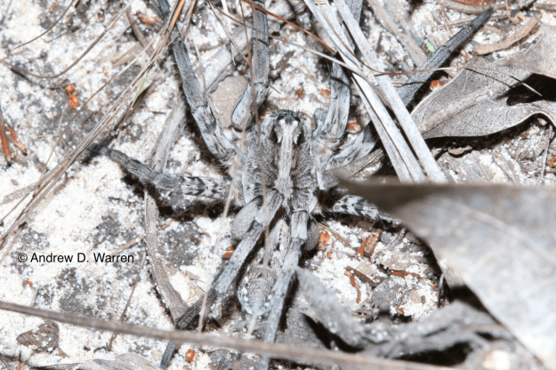 Wolf spider, Hogna sp., nestled in the leaf litter, USA, Florida, Levy Co., nr. Bronson, 23-XI-2013