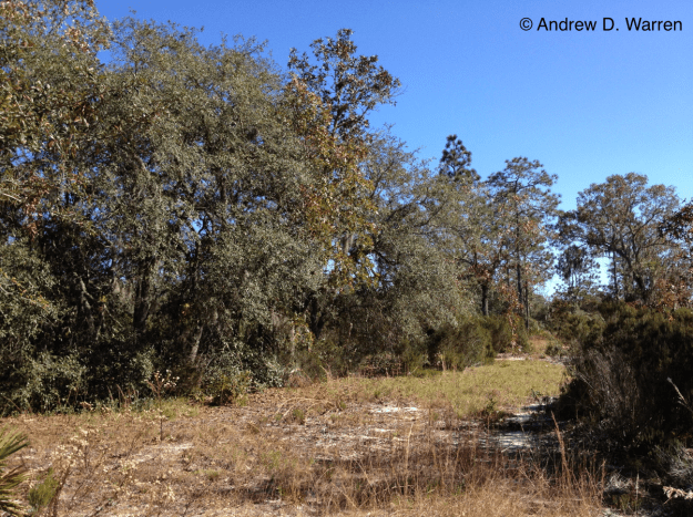 Sandhill habitat near Bronson, Levy County, Florida, USA, 23-XI-2013