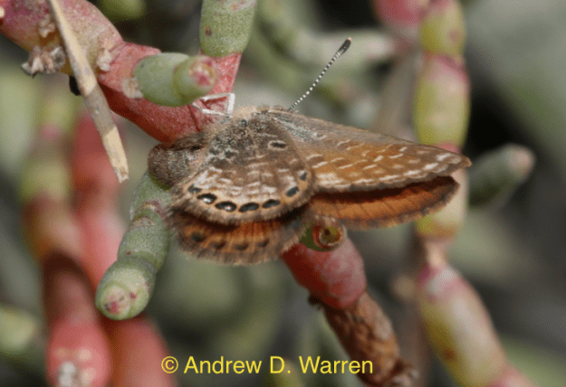 Female Eastern Pygmy-Blue, ovipositing, FLORIDA: Levy Co.: Hwy. 24, N end bridge to Haven's Island, 8-XII-2013