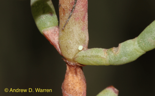 Newly placed egg of Eastern Pygmy-Blue, FLORIDA: Levy Co.: Hwy. 24, N end bridge to Haven's Island, 8-XII-2013