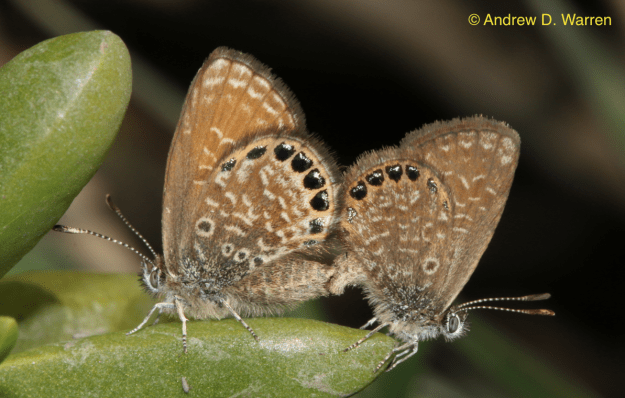 Mating pair of Brephidium pseudofea, FLORIDA: Levy Co.: Hwy. 24, N end of bridge to Haven's Island, 8-XII-2013