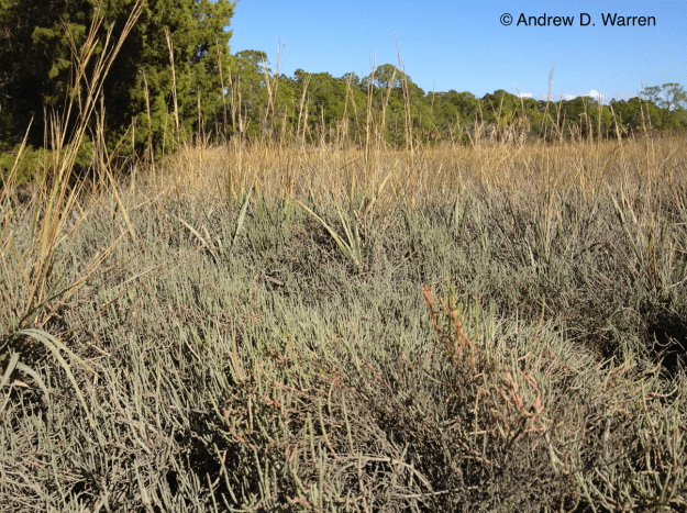 View of the world, according to an Eastern Pygmy-Blue (Brephidium pseudofea), FLORIDA: Levy Co.: Hwy. 24, N end bridge to Haven's Island, 8-XII-2013