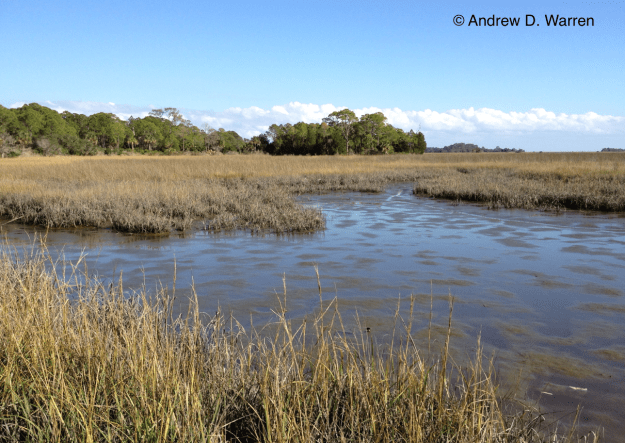 Salt Marsh habitat at N end of bridge to Haven's Island, Hwy. 24, Levy Co., FLORIDA, 8-XII-2013