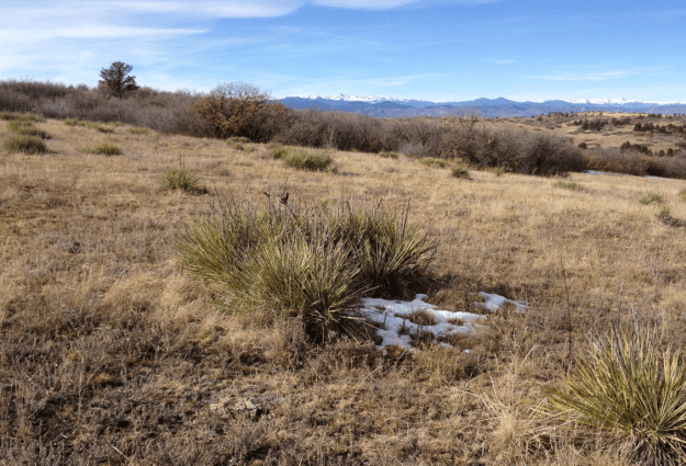 View to the west, Hidden Pointe area, 6400', NNW of Castle Rock, Douglas County, Colorado, 18-XII-2013
