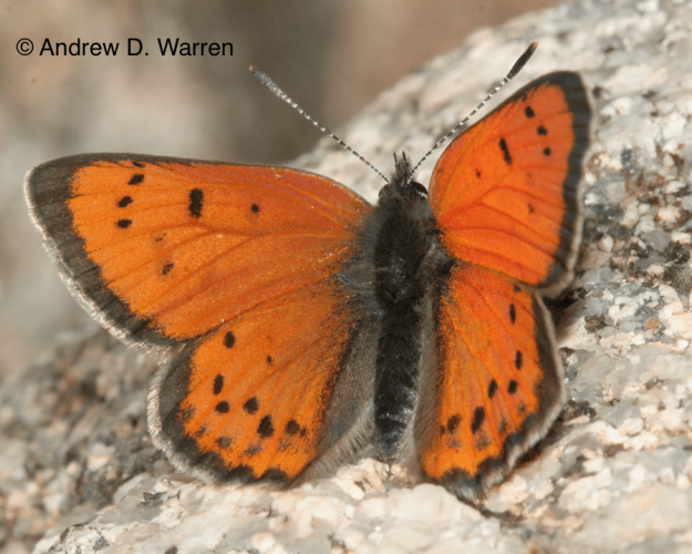 male Lustrous Copper (Lycaena cupreus snowi)