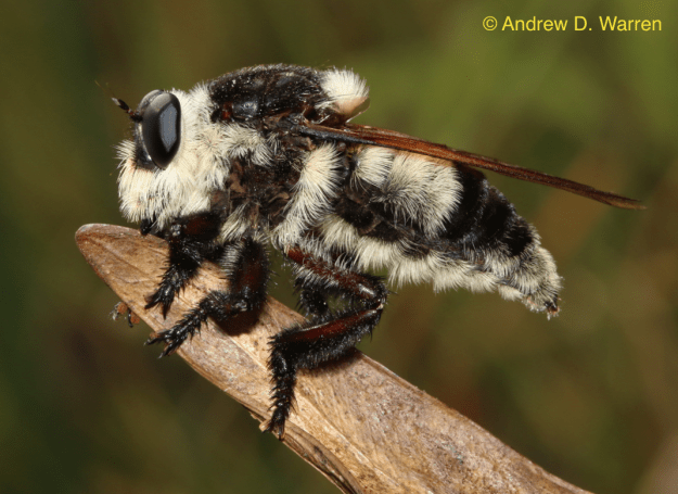 Robber Fly