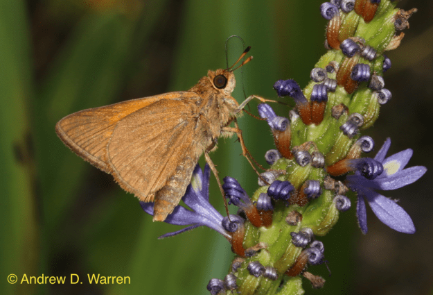 Male Palatka Skipper (Euphyes pilatka) feeding at Pickerelweed