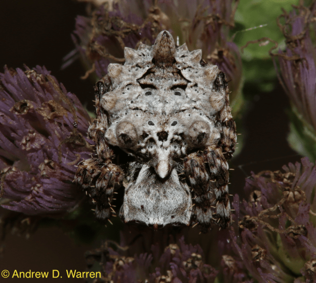 Wagneriana tauricornis