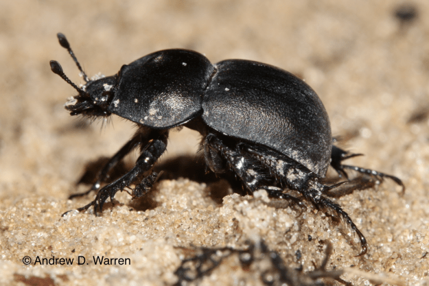 Mycotrupes gaigei with phoretic fly