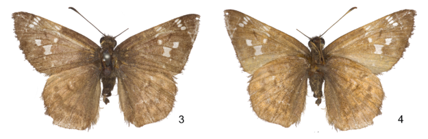 Holotype male of Cogia mala, upperside (3) and underside (4), from Guatemala. Photos by Nick Grishin