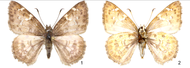 Holotype male of Cogia buena, upperside (1) and underside (2), from Oaxaca, Mexico.