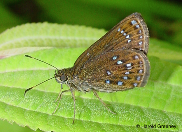 Screen Shot 2018-03-07 at 12.24.05 PM